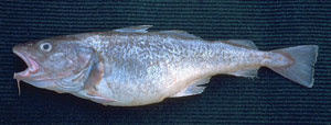 pacific_cod